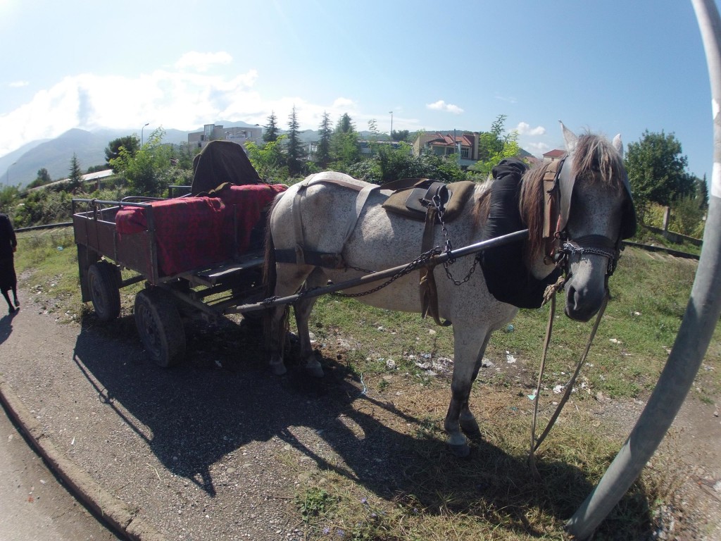 Arklys Albanijoje