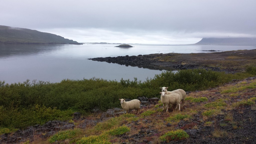 Avys Islandijoje